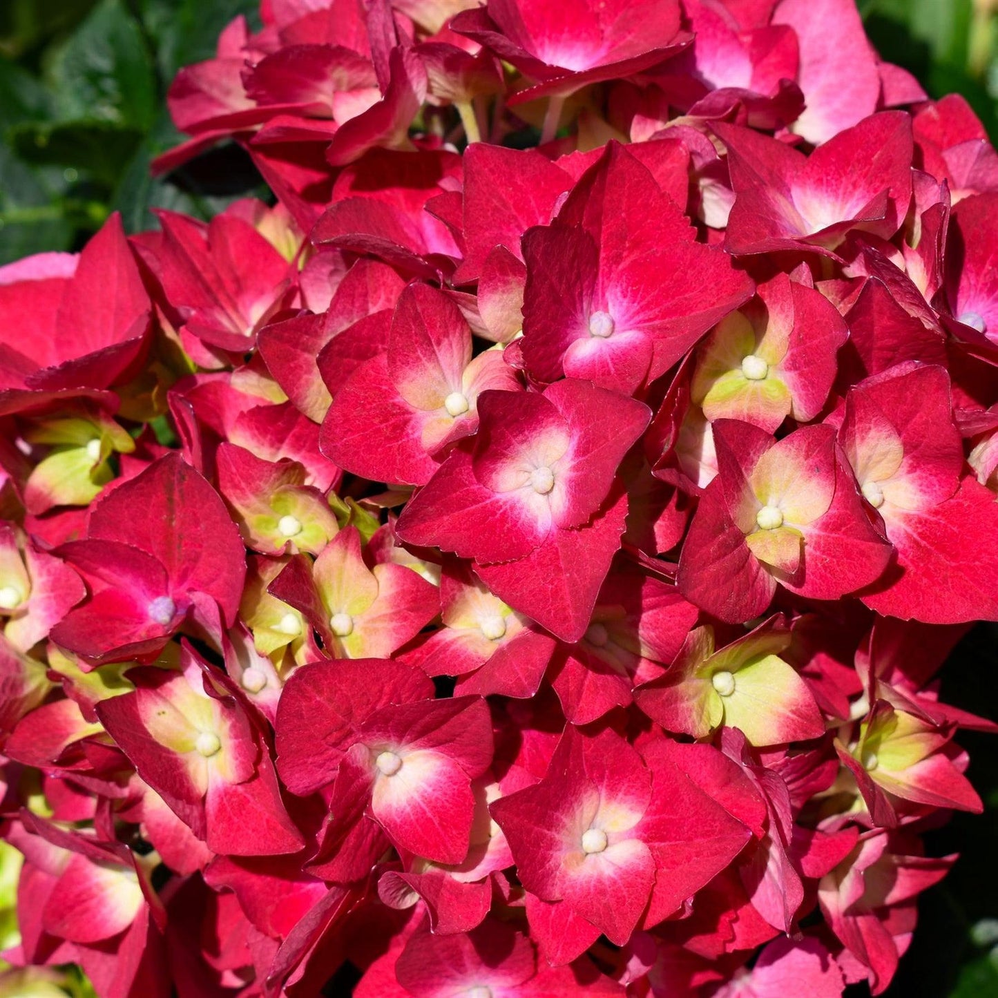 Hydrangea Macrophylla 'Red' (Red Hydrangea)