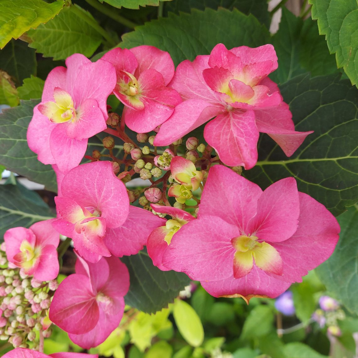 Hydrangea Macrophylla ‘Strawberries And Cream’ (Strawberries And Cream Hydrangea)