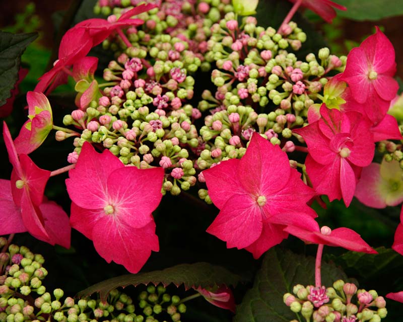 Hydrangea Macrophylla ‘Strawberries And Cream’ (Strawberries And Cream Hydrangea)