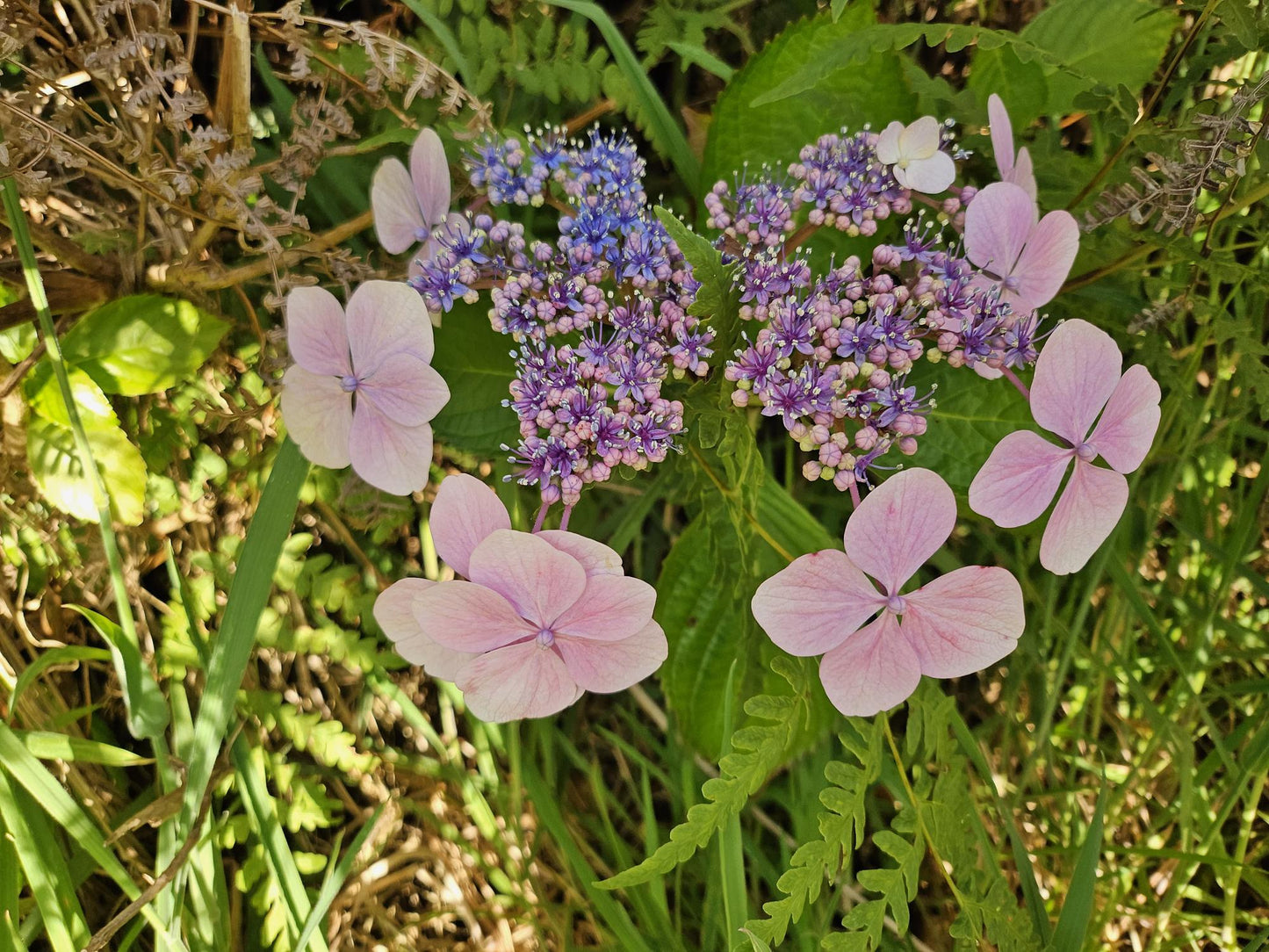 Hydrangea Macrophylla ‘Strawberries And Cream’ (Strawberries And Cream Hydrangea)