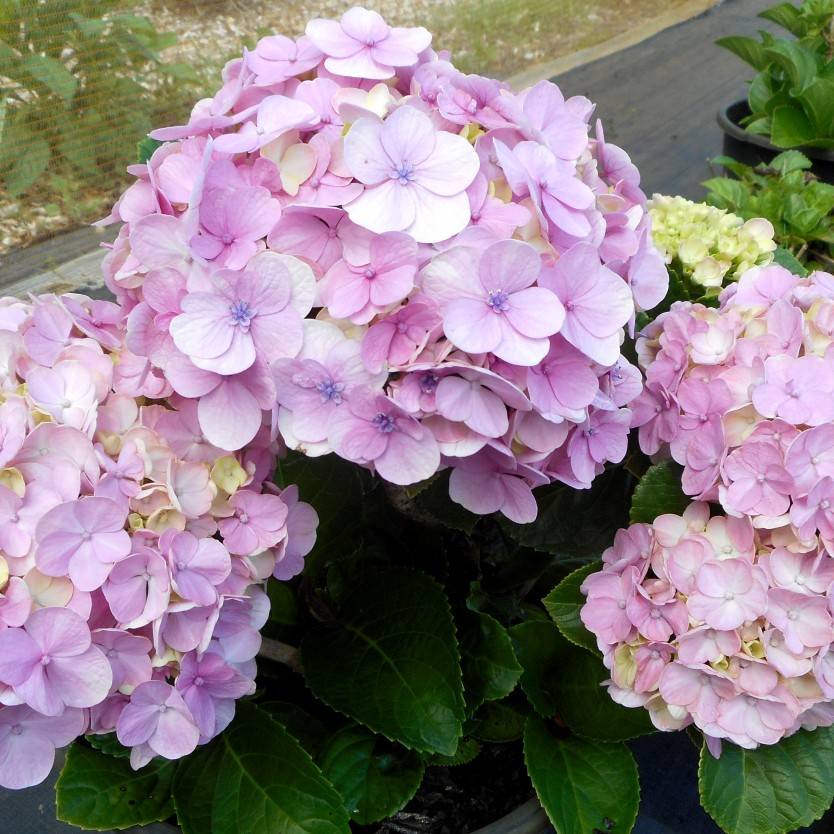 Hydrangea Spp. (Assorted Hydrangea)
