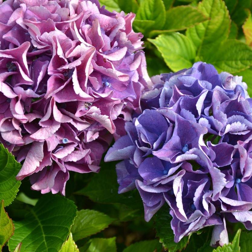 Hydrangea Spp. (Assorted Hydrangea)