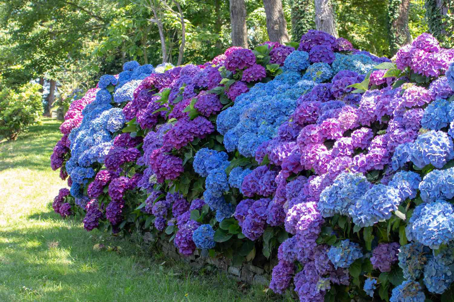 Hydrangea Spp. (Assorted Hydrangea)