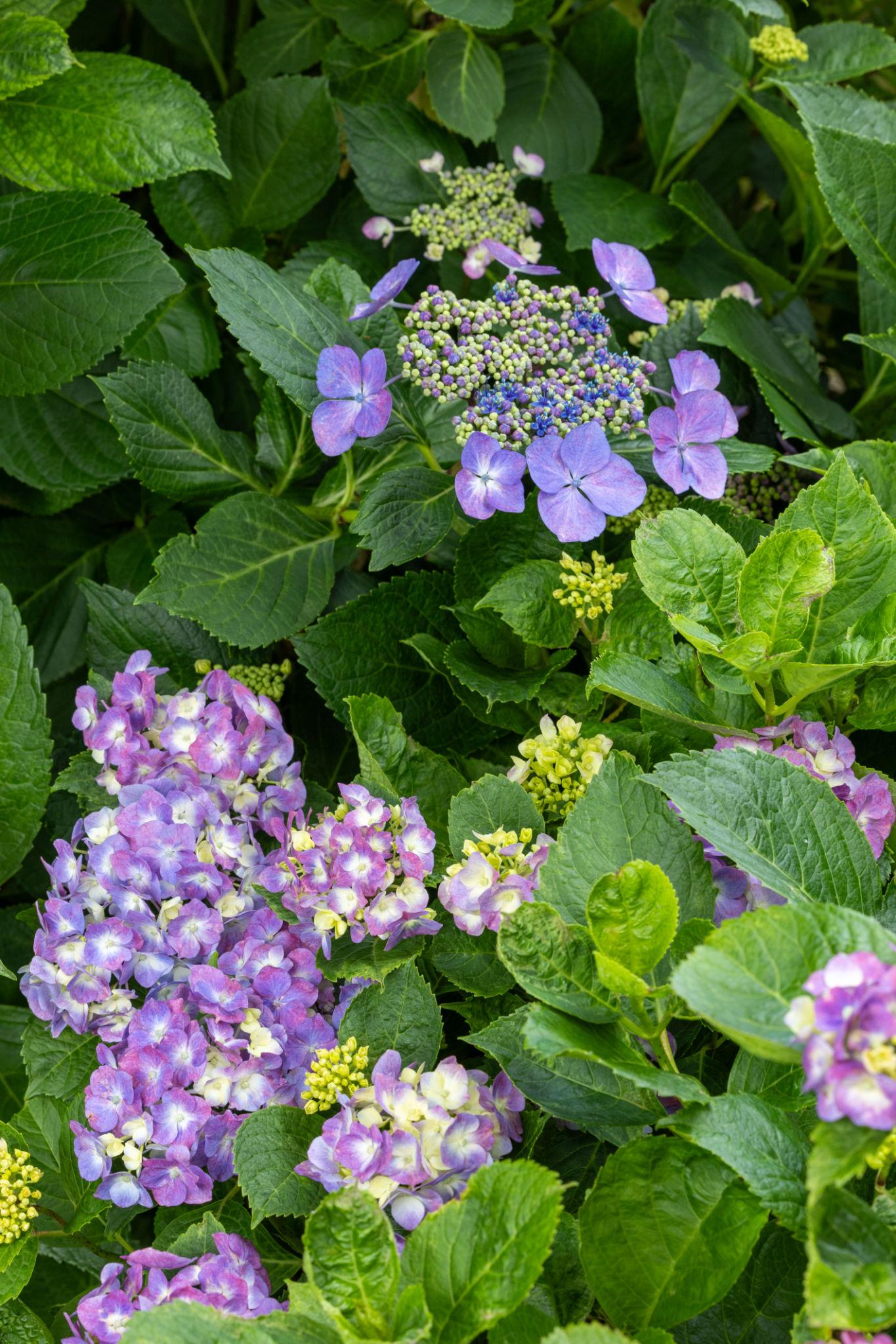 Hydrangea Spp. (Assorted Hydrangea)
