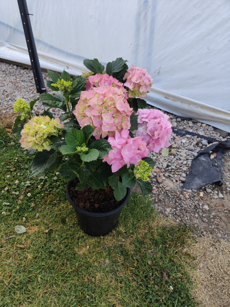 Hydrangea Macrophylla 'Pink' (Pink Hydrangea)