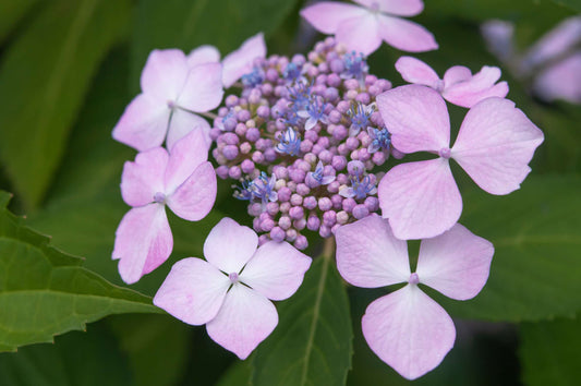 Hydrangea ‘Oriental Lace’ (Oriental Lace Hydrangea)