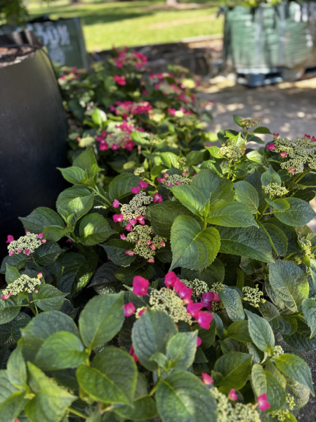 Hydrangea Macrophylla ‘Strawberries And Cream’ (Strawberries And Cream Hydrangea)