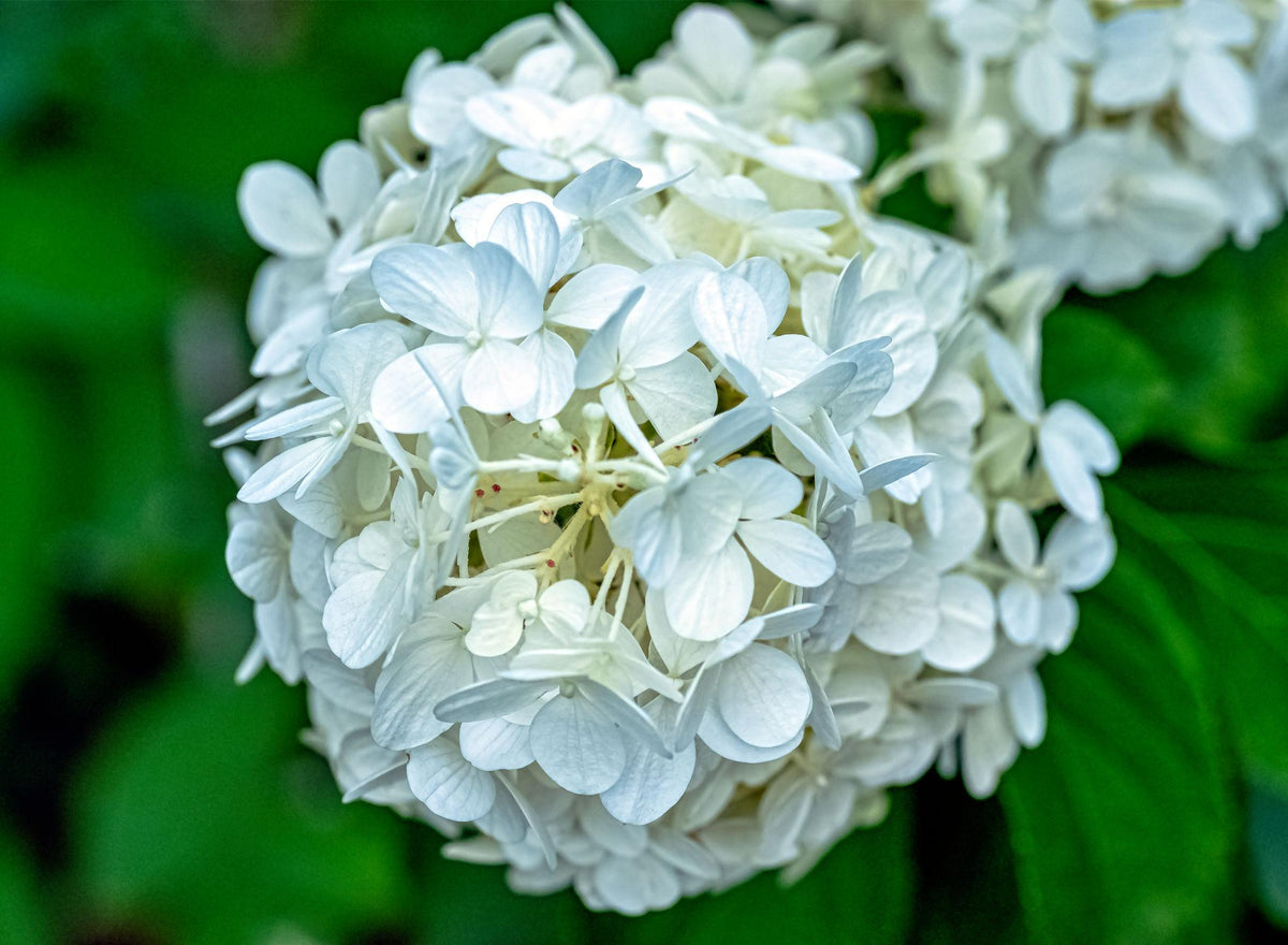 Hydrangea Macrophylla 'White' (White Bigleaf Hydrangea)