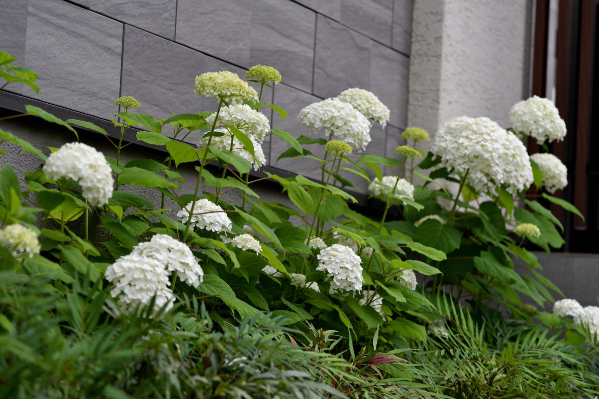 Hydrangea Macrophylla 'White' (White Bigleaf Hydrangea)