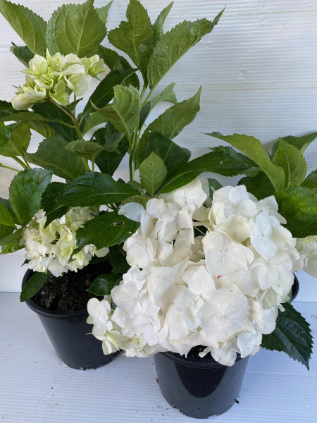 Hydrangea Macrophylla 'White' (White Bigleaf Hydrangea)
