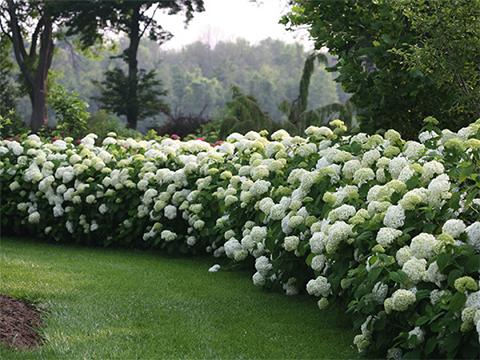 Hydrangea Macrophylla 'White' (White Bigleaf Hydrangea)