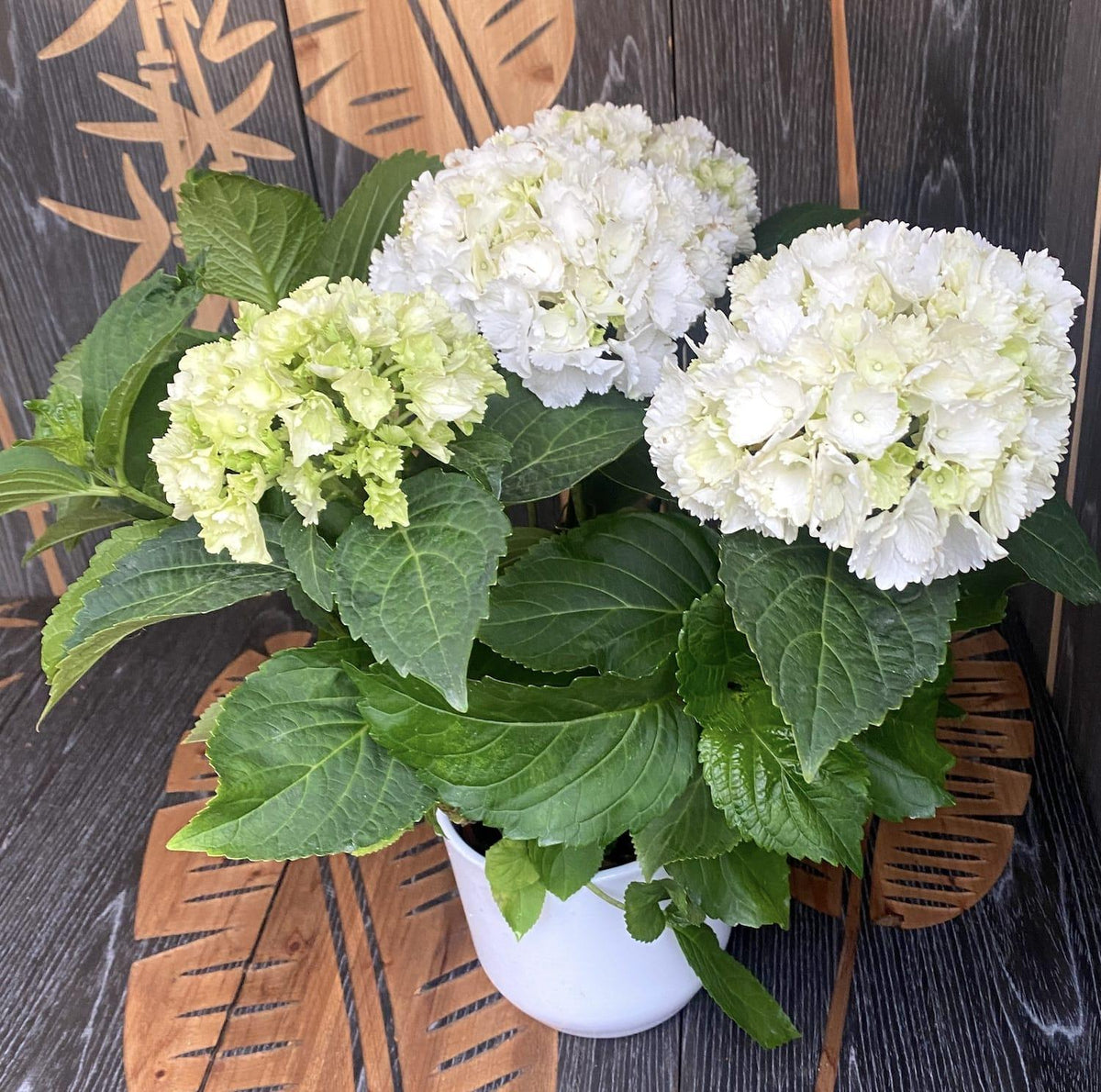 Hydrangea Macrophylla 'White' (White Bigleaf Hydrangea)