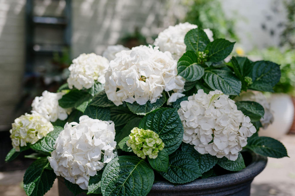 Hydrangea Macrophylla 'White' (White Bigleaf Hydrangea)