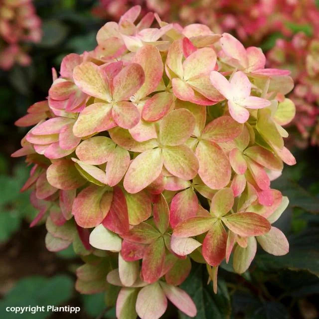 Hydrangea paniculata ‘Graffiti’ (Panicle Hydrangea)