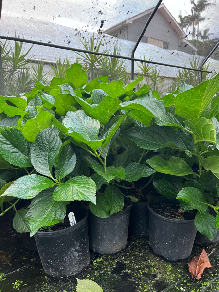 Hydrangea Macrophylla (Hydrangea)