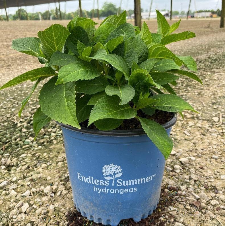 Hydrangea Macrophylla 'Bailmer' (Endless Summer Hydrangea)