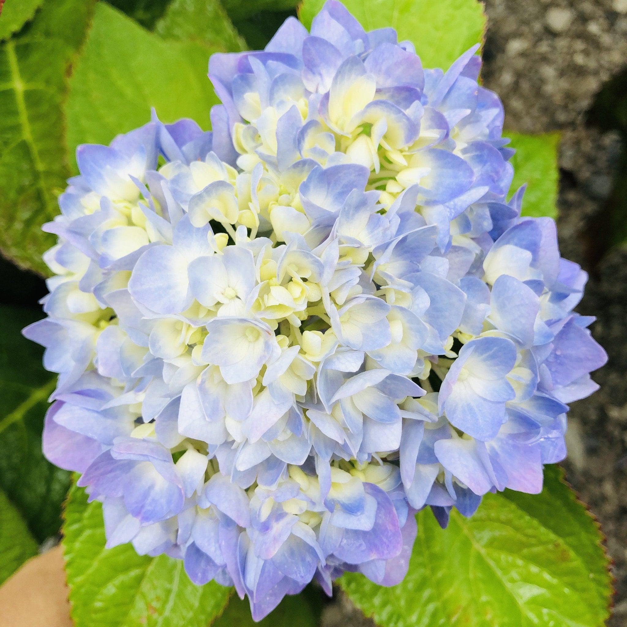 Hydrangea Macrophylla 'Bailmer' (Endless Summer Hydrangea)