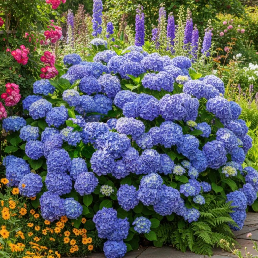 Hydrangea Macrophylla 'Bailmer' (Endless Summer Hydrangea)