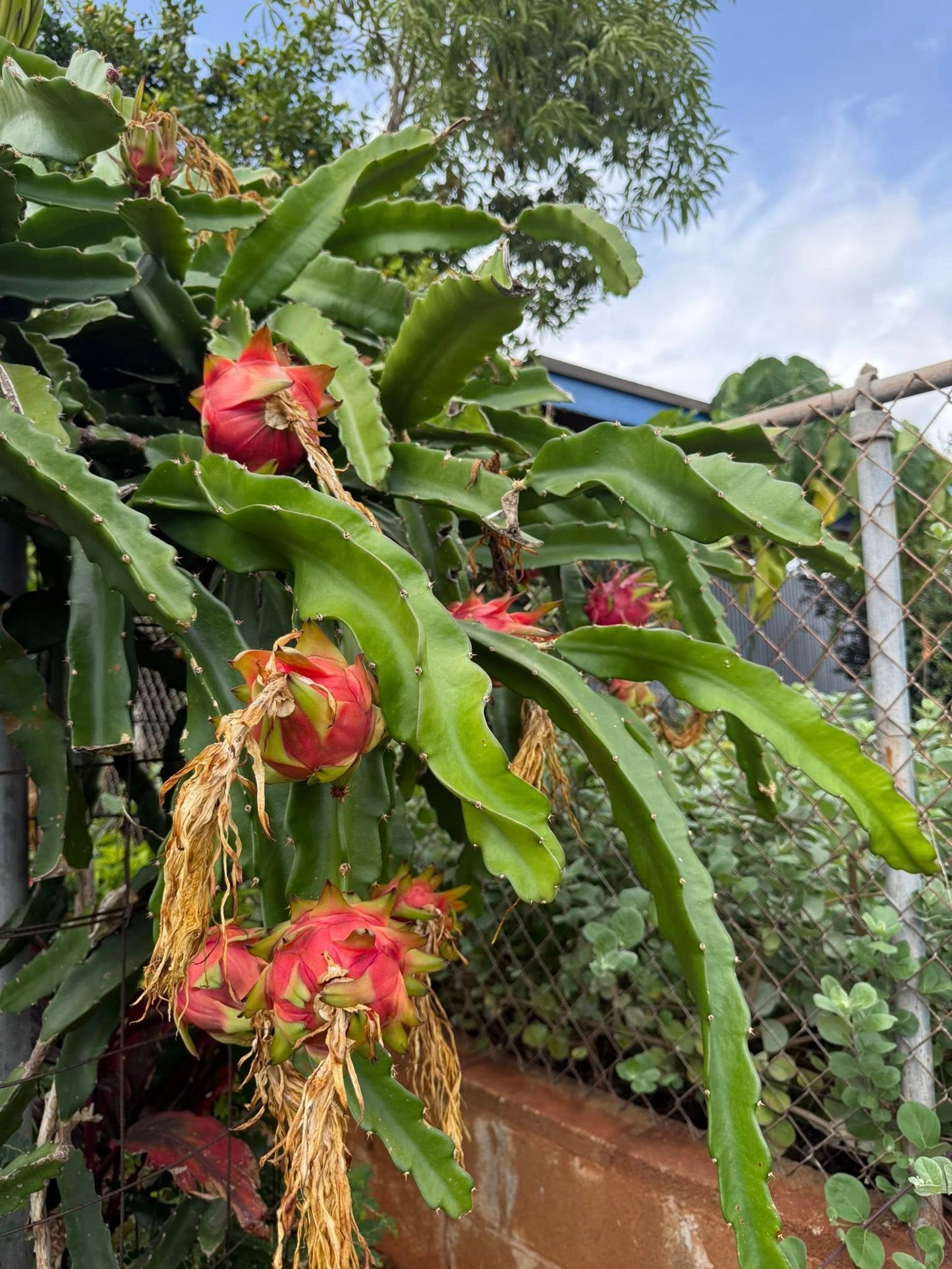 Hylocereus Costaricensis (Red Dragon Fruit / Pitaya)