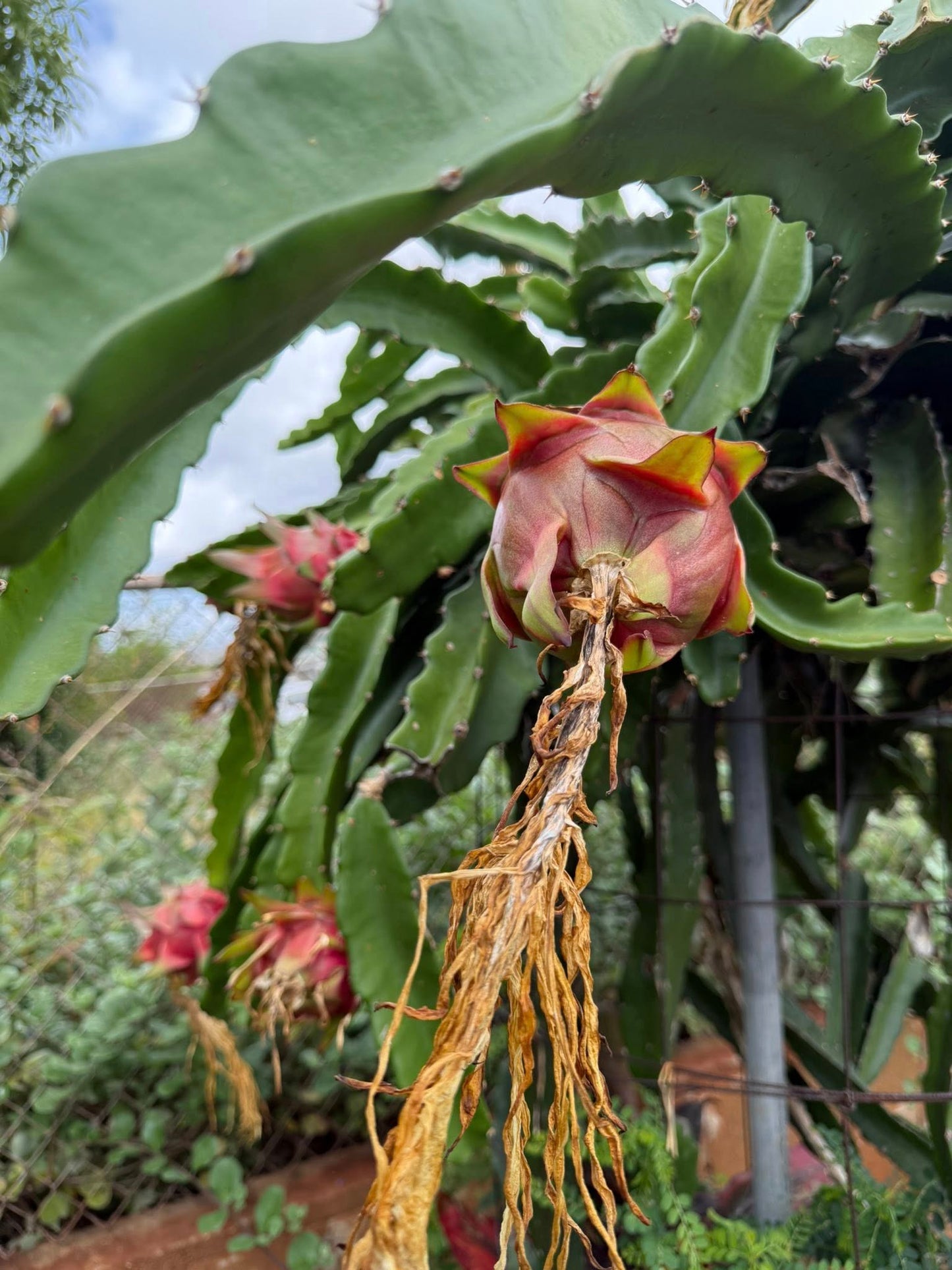 Hylocereus Costaricensis (Red Dragon Fruit / Pitaya)