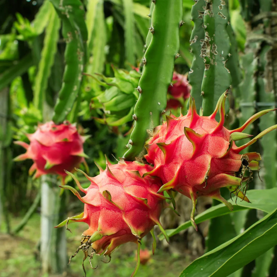 Hylocereus Costaricensis (Red Dragon Fruit / Pitaya)