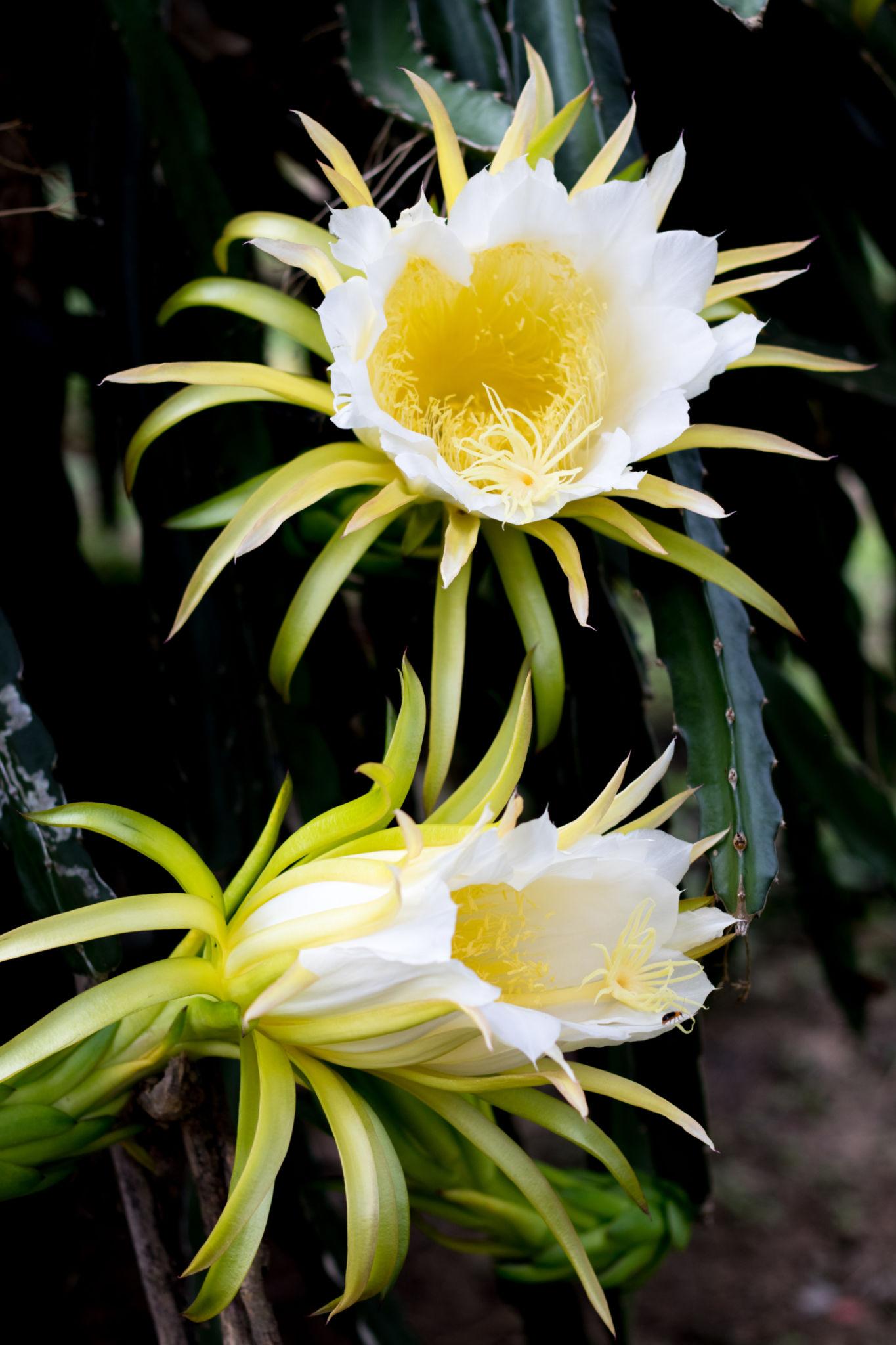 Hylocereus Undatus (White Dragon Fruit)