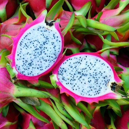 Hylocereus Undatus (White Dragon Fruit)