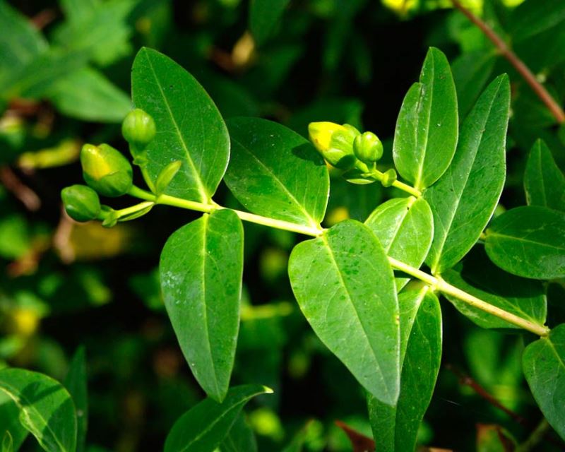 Hypericum patulum ‘Henryii’ (St John’s Wort)