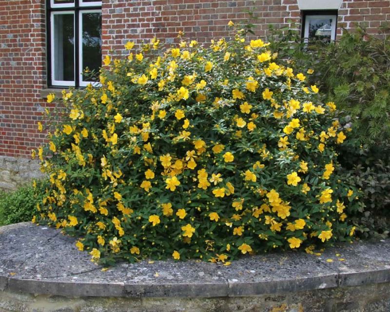 Hypericum patulum ‘Henryii’ (St John’s Wort)