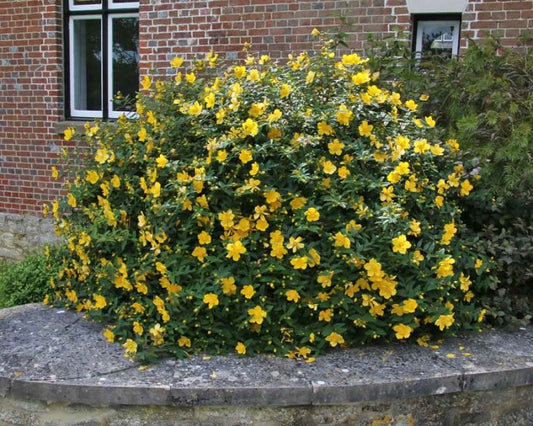 Hypericum patulum ‘Henryii’ (St John’s Wort)