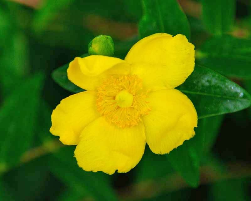 Hypericum patulum ‘Henryii’ (St John’s Wort)
