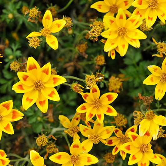 Bidens ferulifolia ‘Taka Tuka Blazing Star’