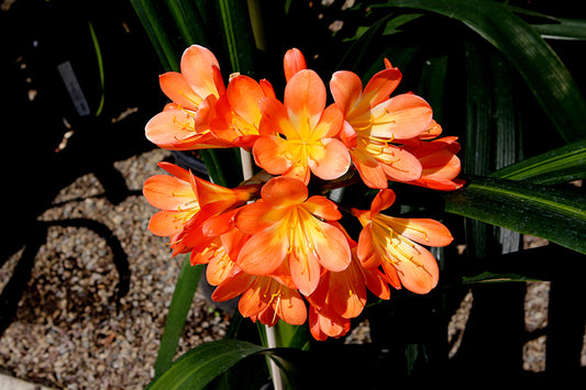 Clivia × hybrida 'Belgian Hybrid' (Belgian Hybrid Clivia)