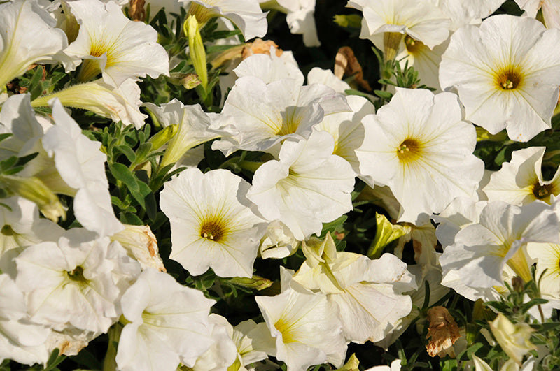 Petchoa SuperCal® Pearl White (Petchoa)