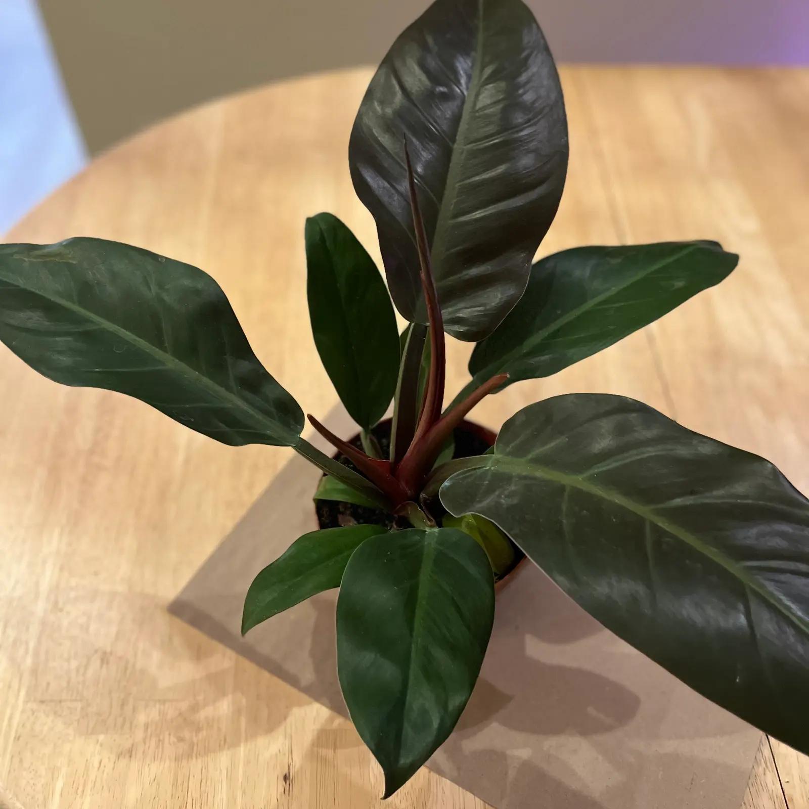 Philodendron ‘Congo’ (Congo Philodendron)