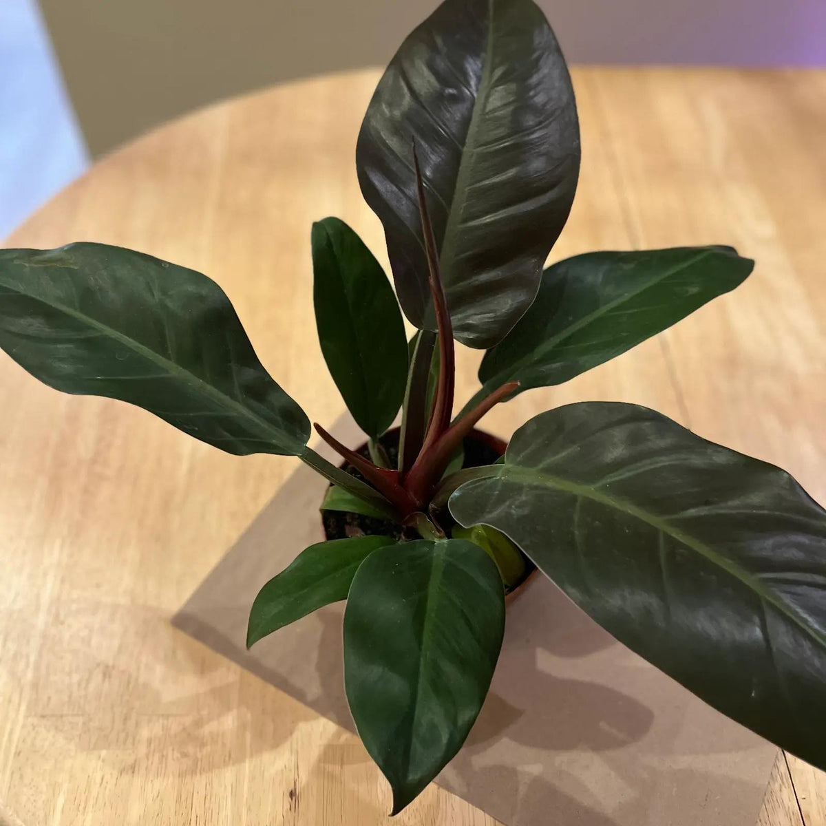 Philodendron ‘Congo’ (Congo Philodendron)