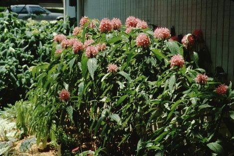 Justicia carnea (syn. Jacobinia) (Brazilian Plume Flower)