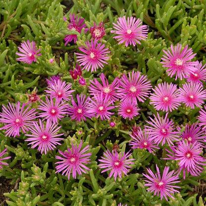 Mesembryanthemum Cooperi ‘Dwarf Pink’ (Dwarf Pink Pigface)