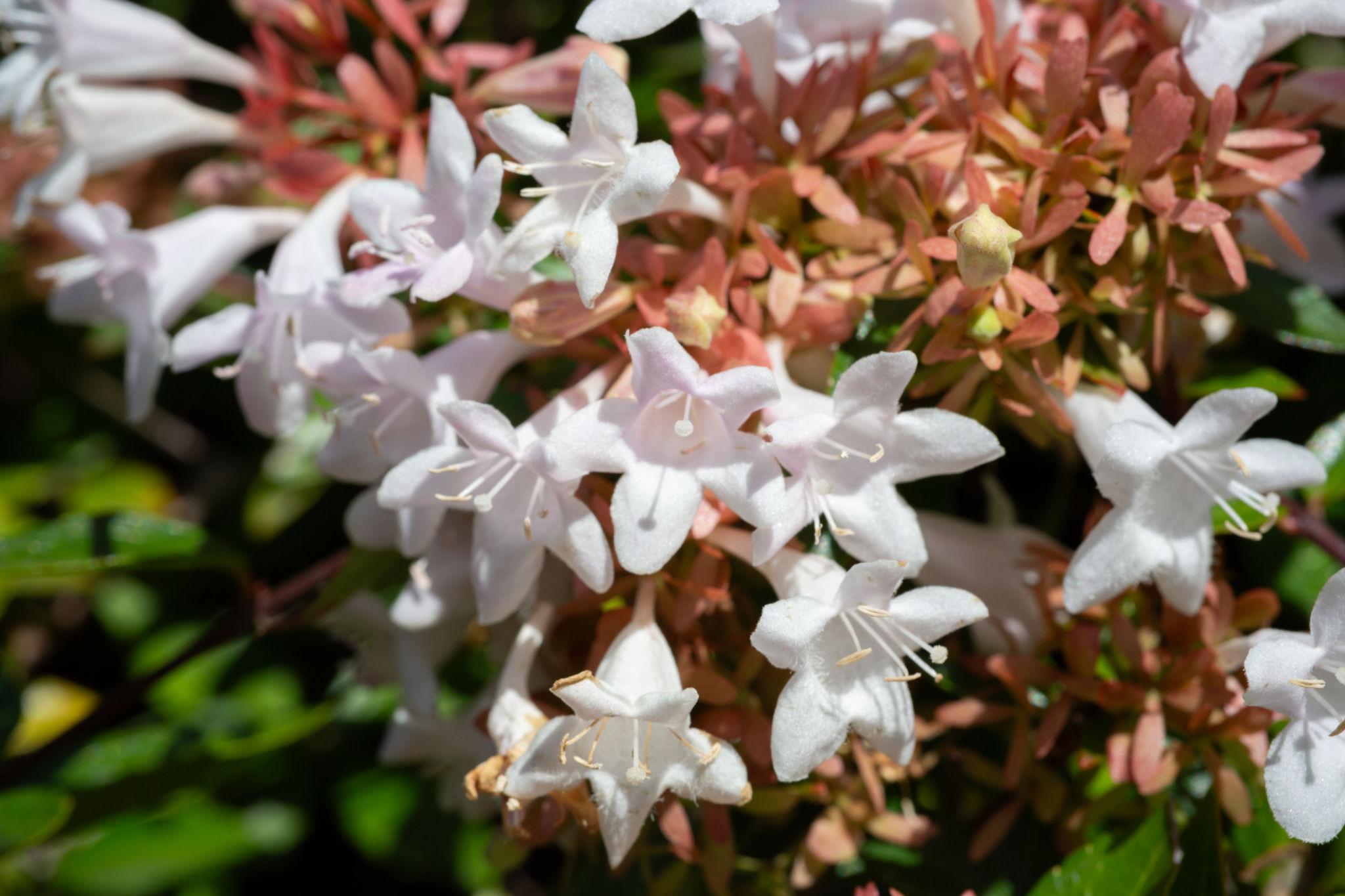 Abelia × Grandiflora ‘Nana’ (Dwarf Glossy Abelia)