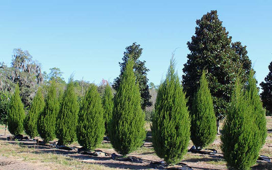 Juniperus virginiana 'Spartan Pyramids' (Spartan Pyramids Juniper)