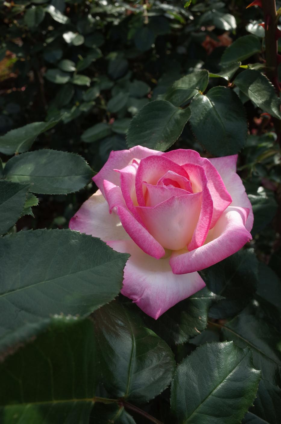 Rosa 'Princesse de Monaco' (Princesse de Monaco Hybrid Tea Rose)