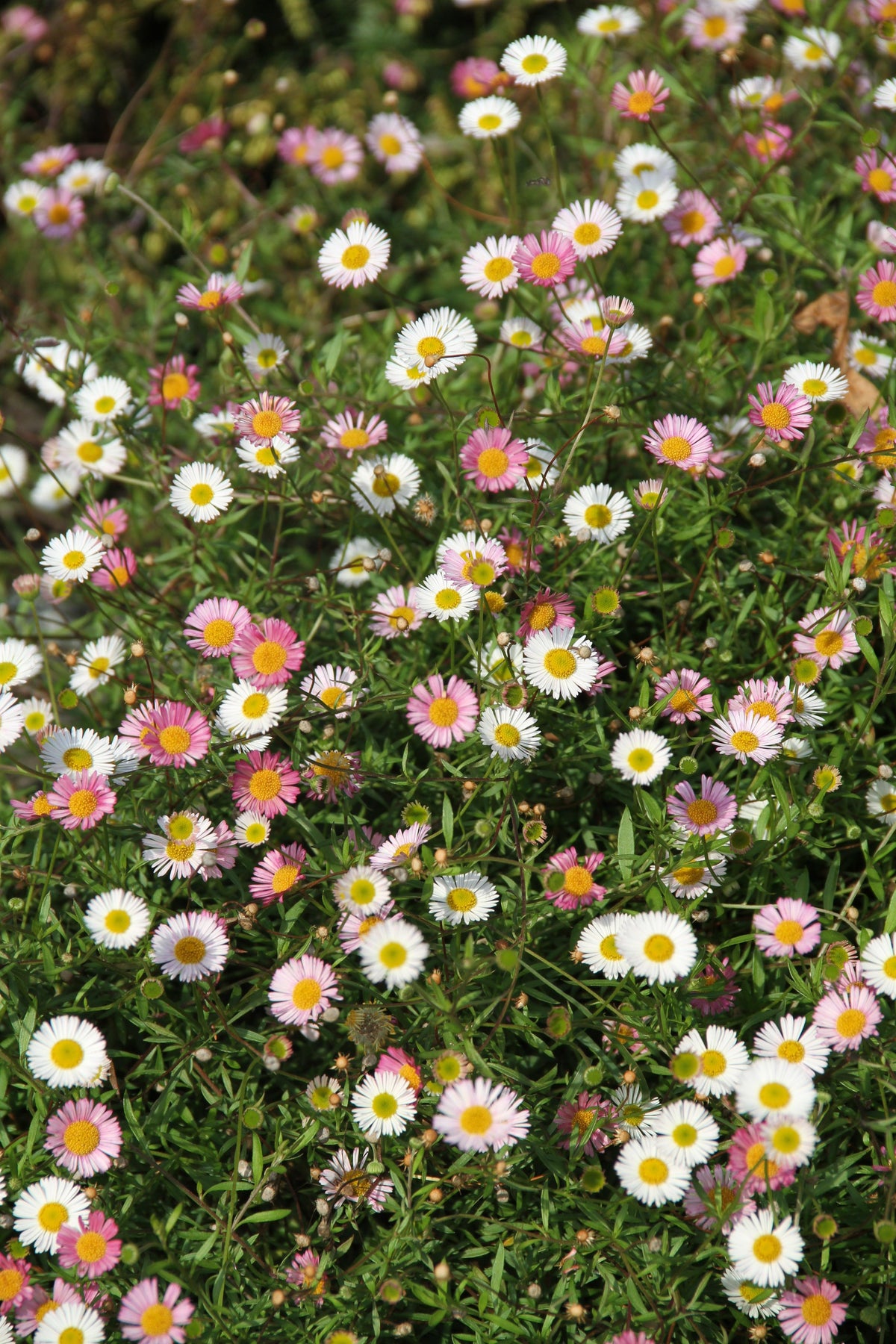 Erigeron Karvinskianus ‘Profusion’ (Profusion Mexican Fleabane)