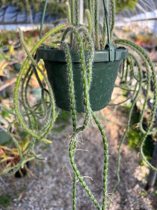 Rhipsalis grandiflora (Hanging Basket Epiphytic Cactus)