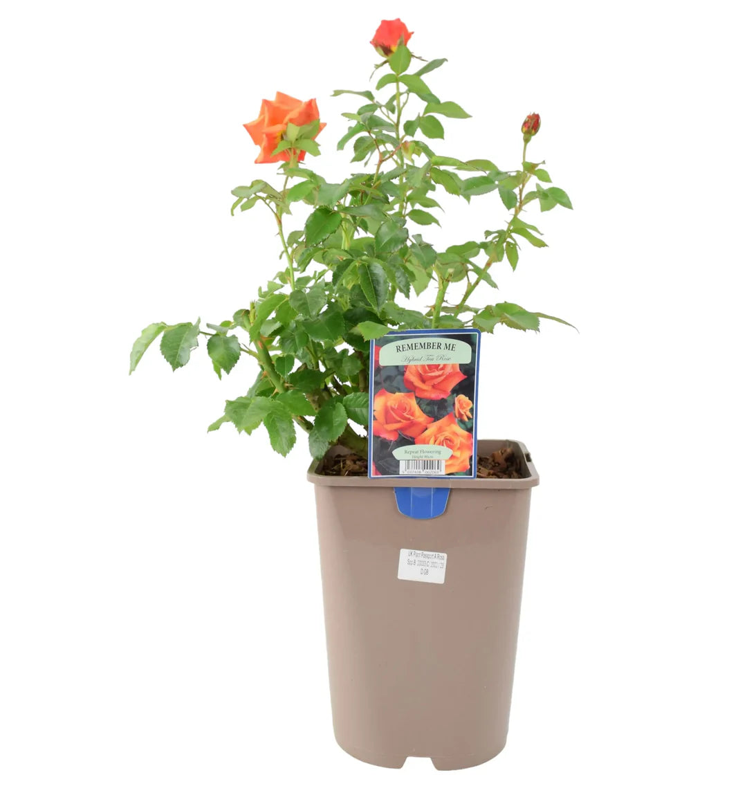 Rosa ‘Remember Me’ (Remember Me Hybrid Tea Rose)