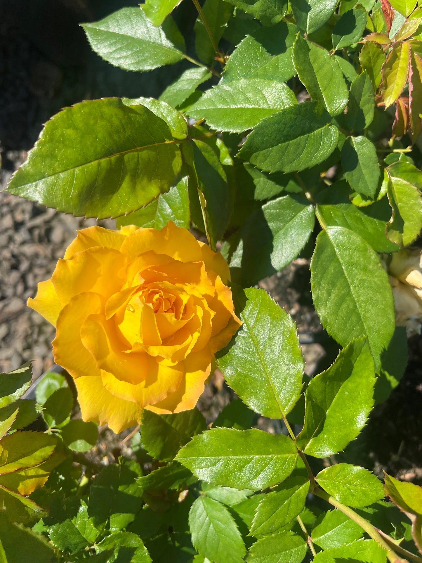 Rosa ‘Kelly’s Gold’ (Floribunda Rose)