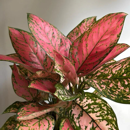 Aglaonema ‘Anyamanee’ (Chinese Evergreen)