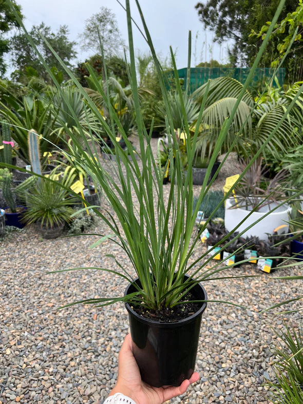 Lomandra Ocean