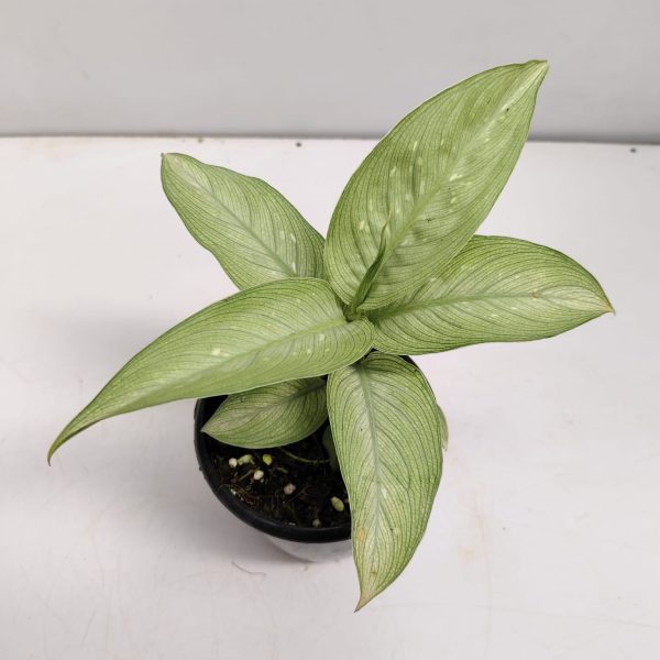 Dieffenbachia 'Milky Way' (Milky Way / Dumb Cane)
