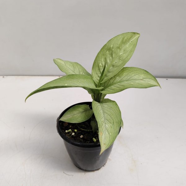 Dieffenbachia 'Milky Way' (Milky Way / Dumb Cane)