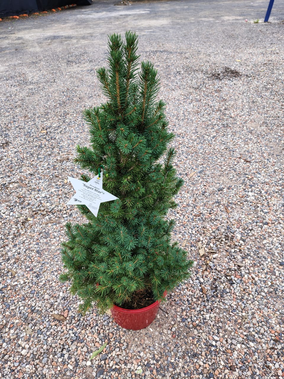 Picea glauca ‘Super Star’ (White Spruce)